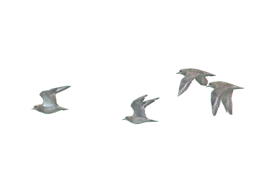 Küçük altın yağmurcun