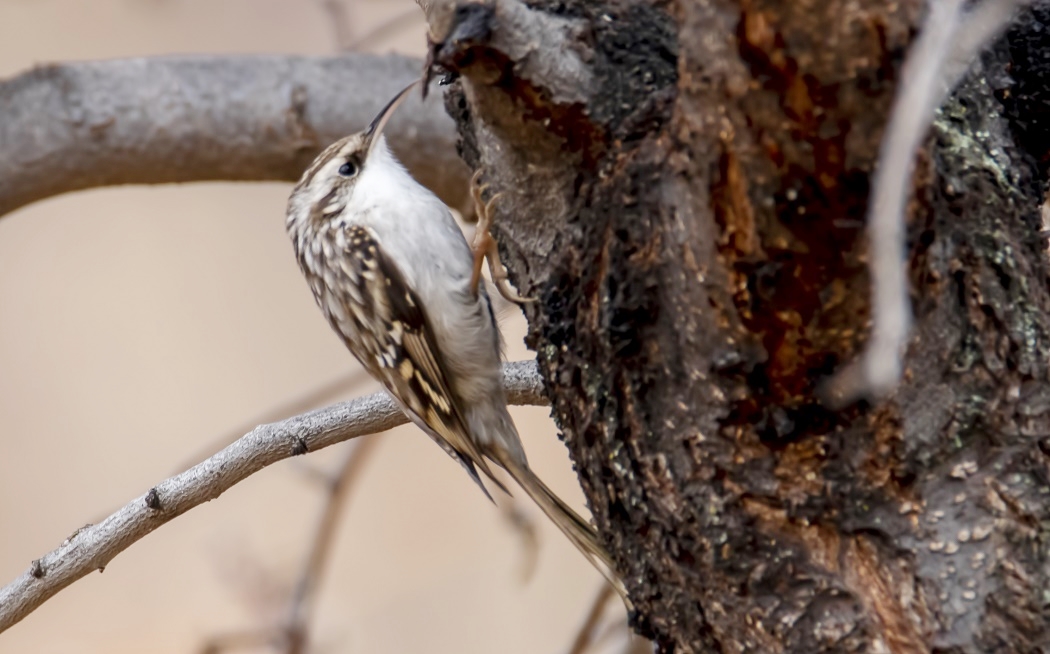 Orman tırmaşıkkuşu