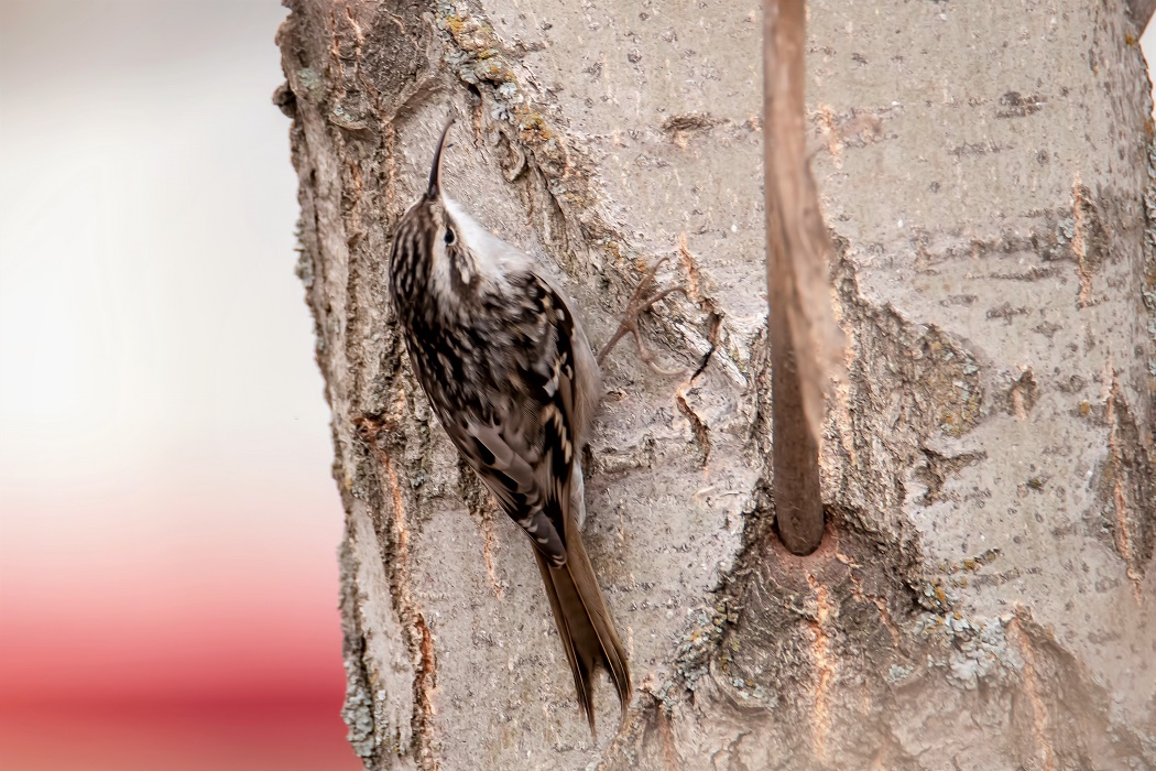 Bahçe tırmaşıkkuşu