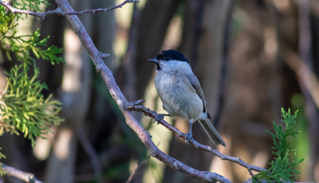 Kayın baştankarası