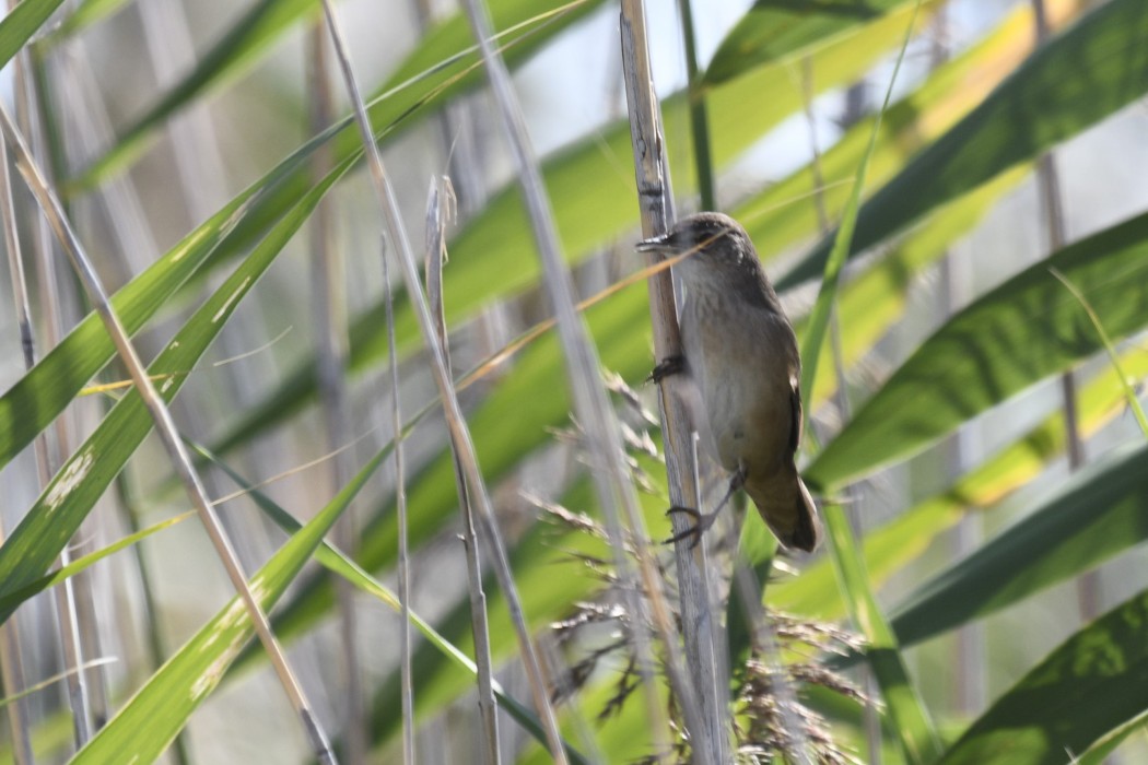 Ağaç kamışçını