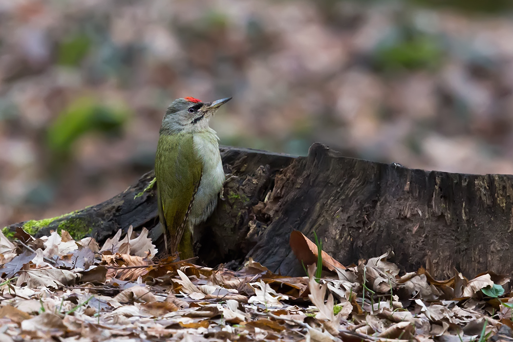Küçük yeşil ağaçkakan