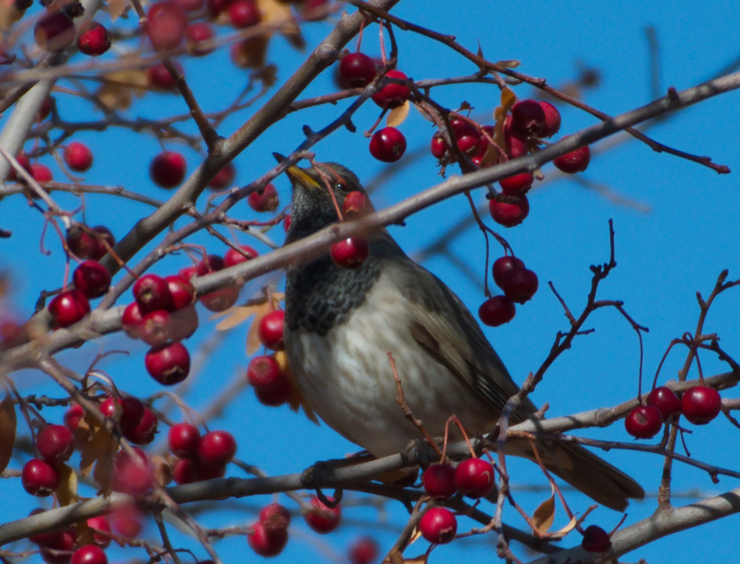 Karagerdanlı ardıç