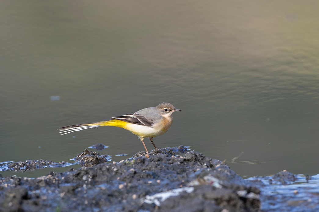 Dağ kuyruksallayanı