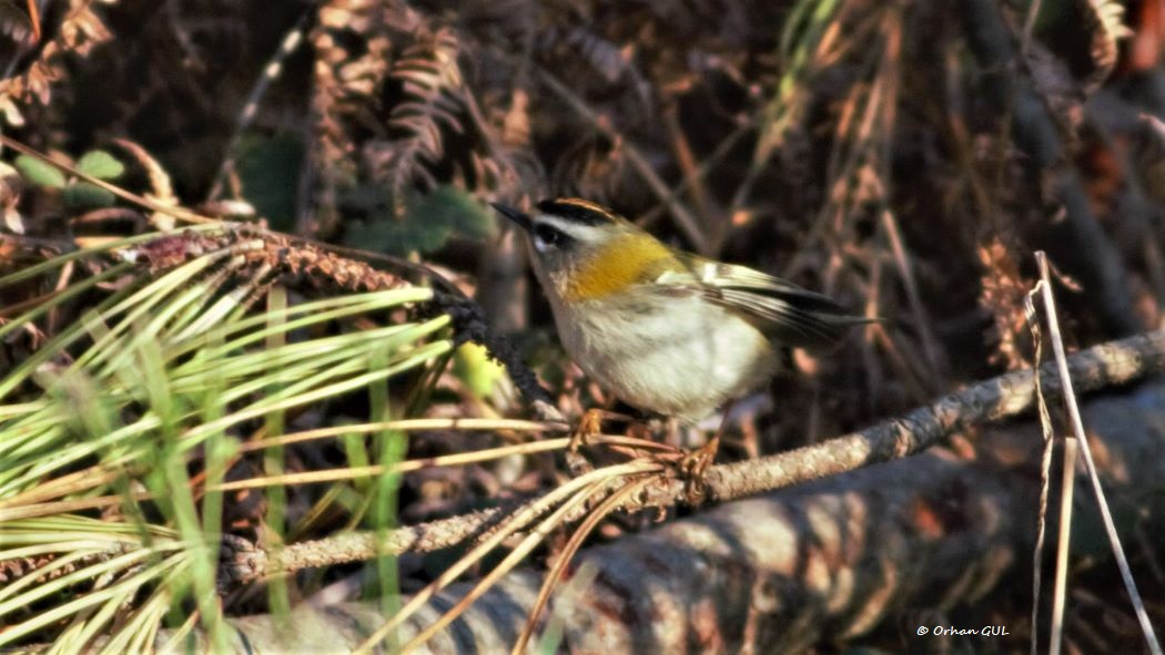 Sürmeli çalıkuşu