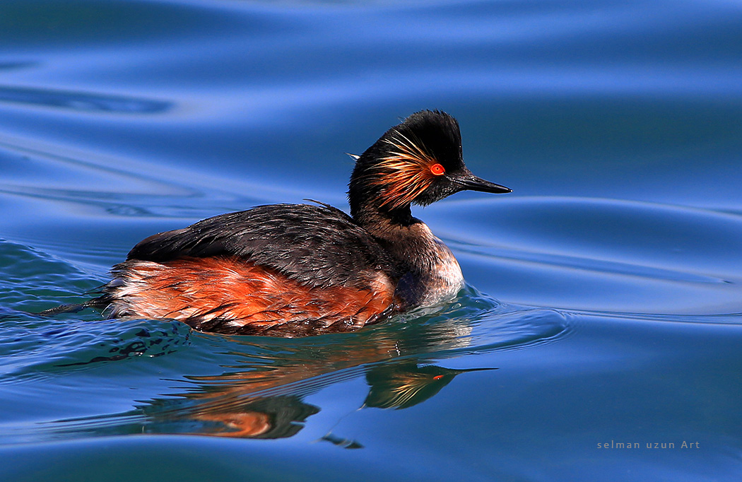 Karaboyunlu batağan