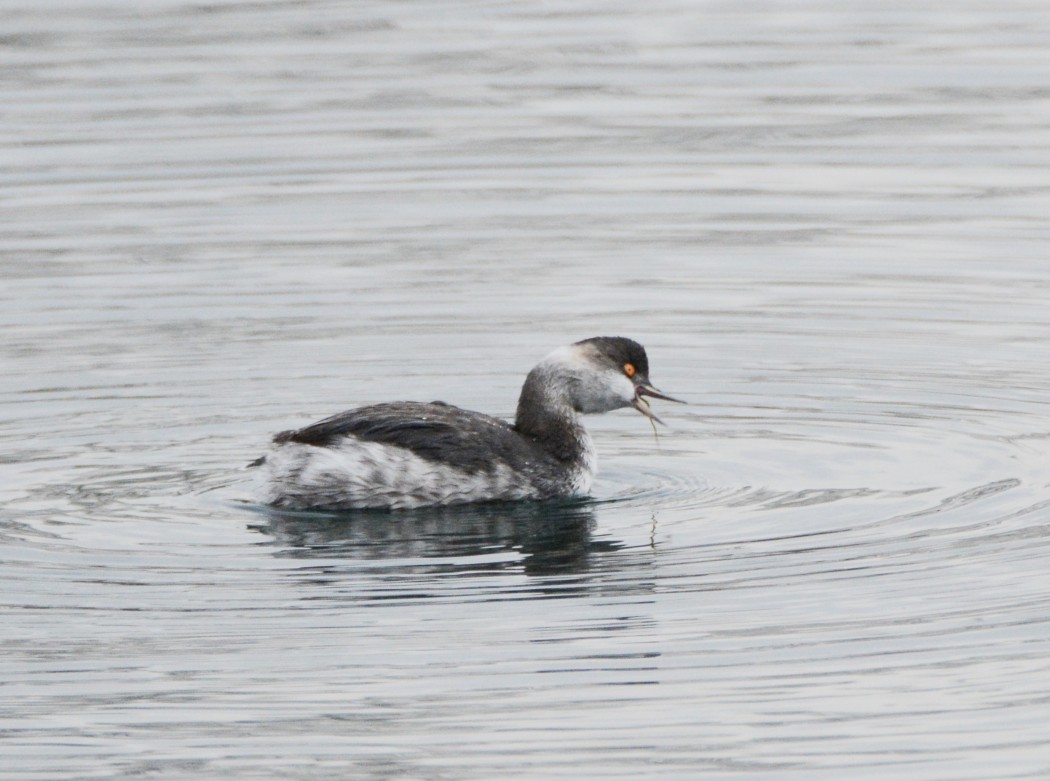 Karaboyunlu batağan