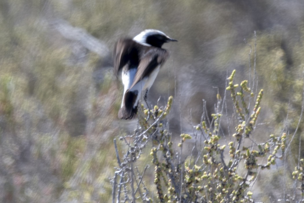 Karasırtlı kuyrukkakan