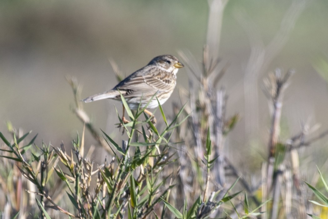 Akbaşlı kirazkuşu