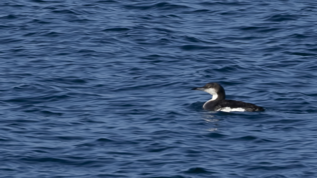 Karagerdanlı dalgıç