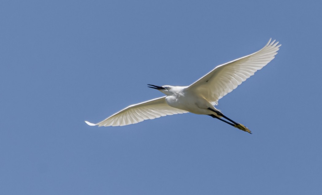 Küçük ak balıkçıl