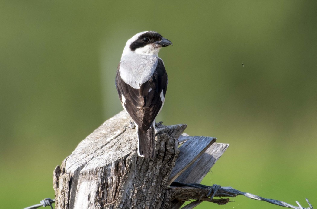 Karaalınlı örümcekkuşu