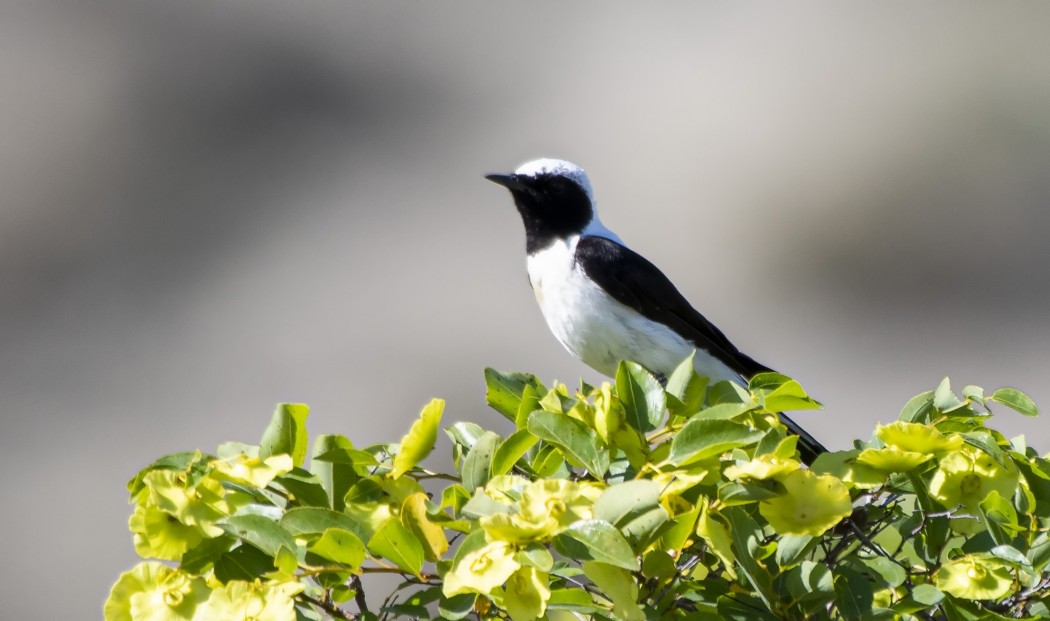 Karakulaklı kuyrukkakan