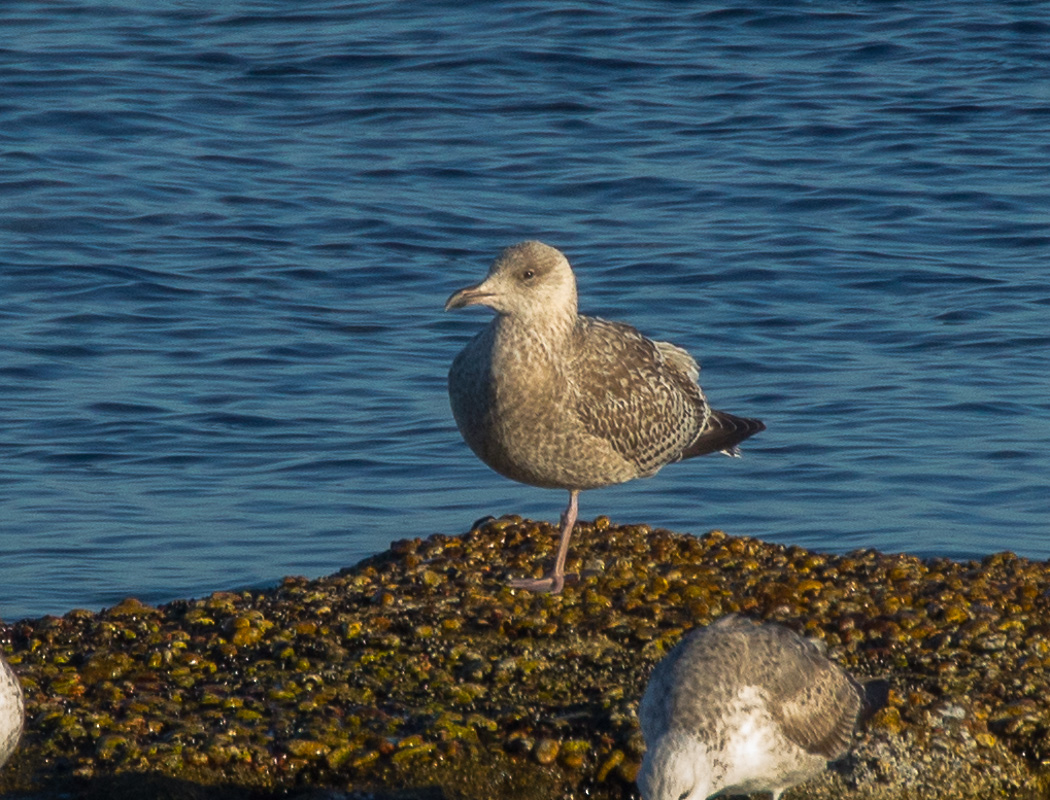 Kuzey gümüş martı