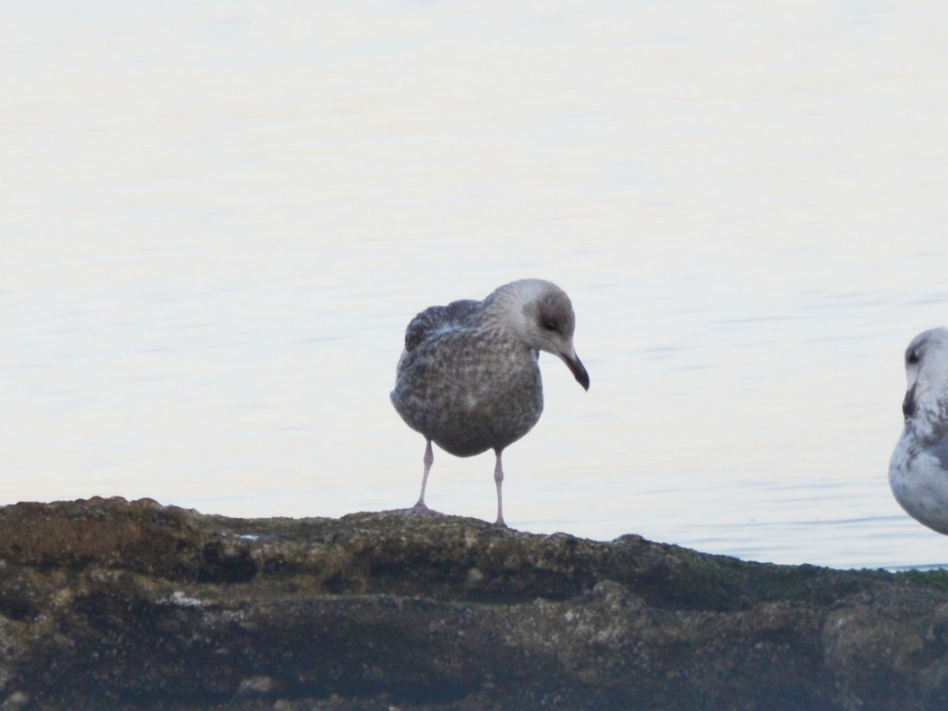 Kuzey gümüş martı