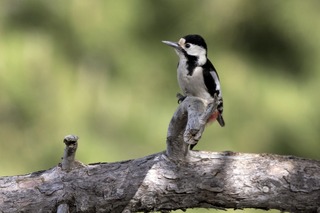 Küçük ağaçkakan