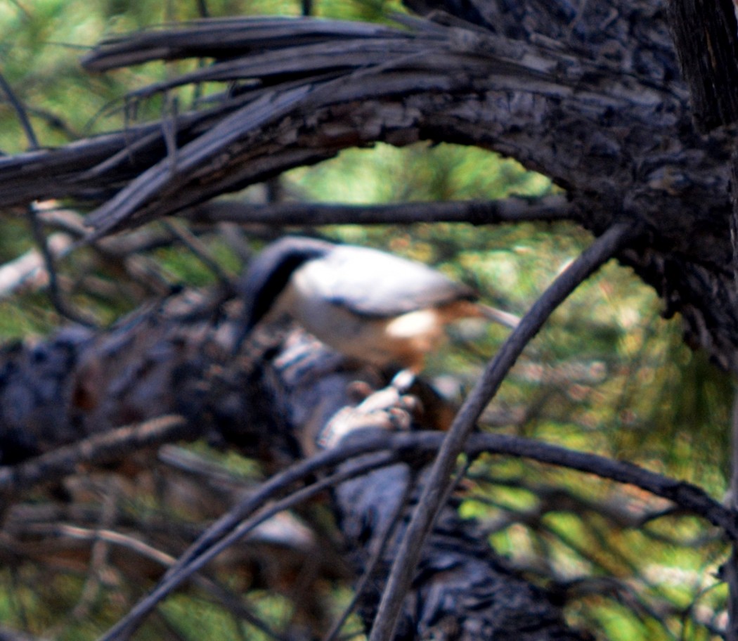 Büyük kaya sıvacısı