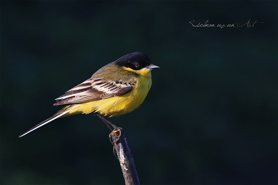 Sarı kuyruksallayan