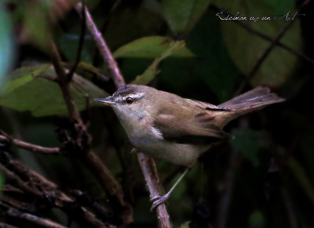 Doğu kamışçını