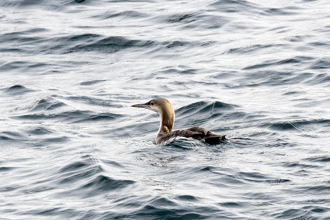 Karagerdanlı dalgıç