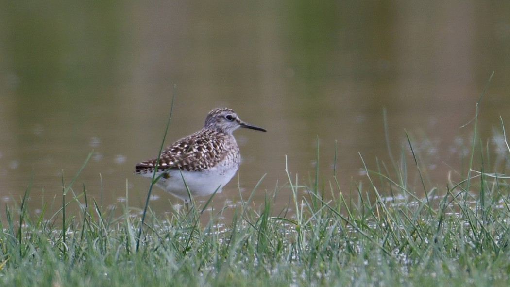 Orman düdükçünü