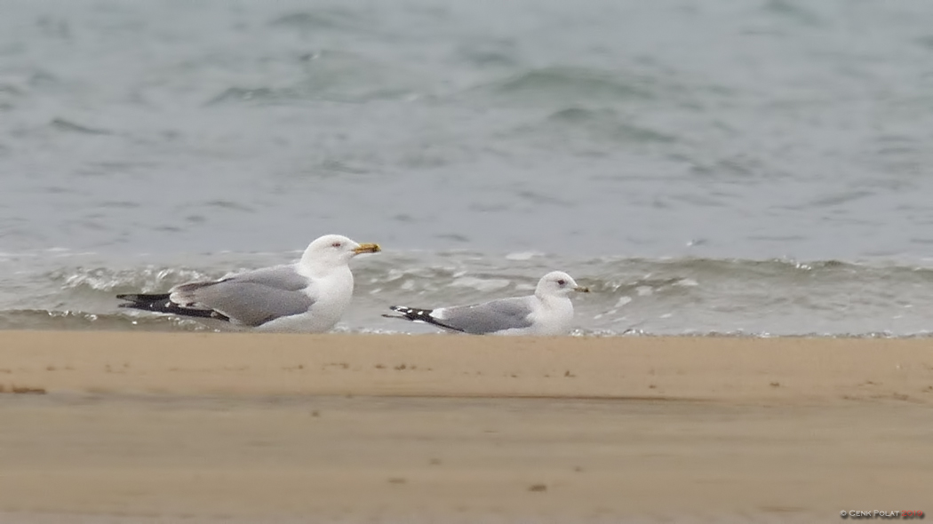 Küçük gümüş martı