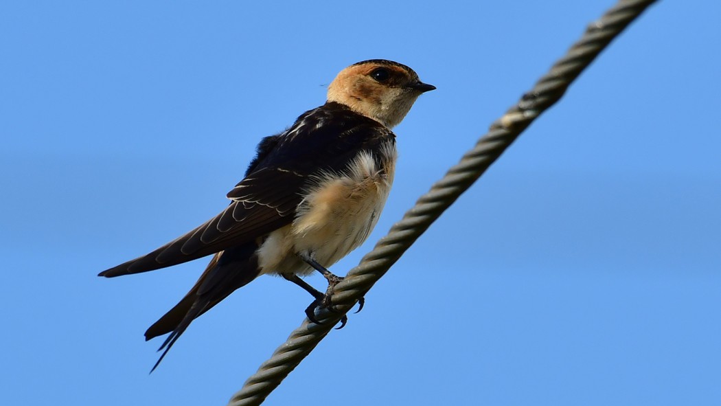 Kızıl kırlangıç