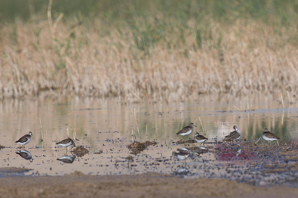 Orman düdükçünü