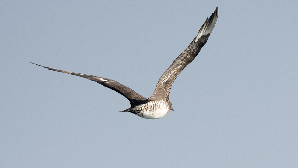 Kütkuyruklu korsanmartı