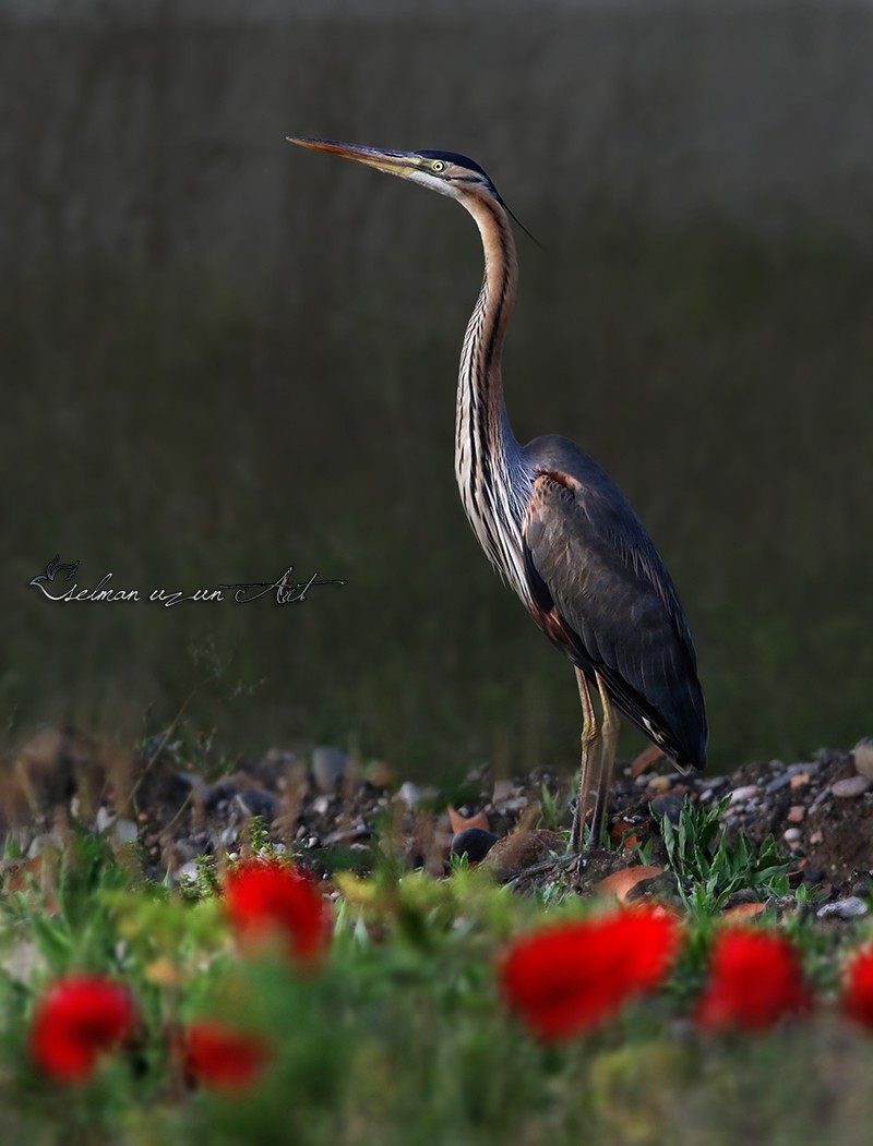 Erguvani balıkçıl