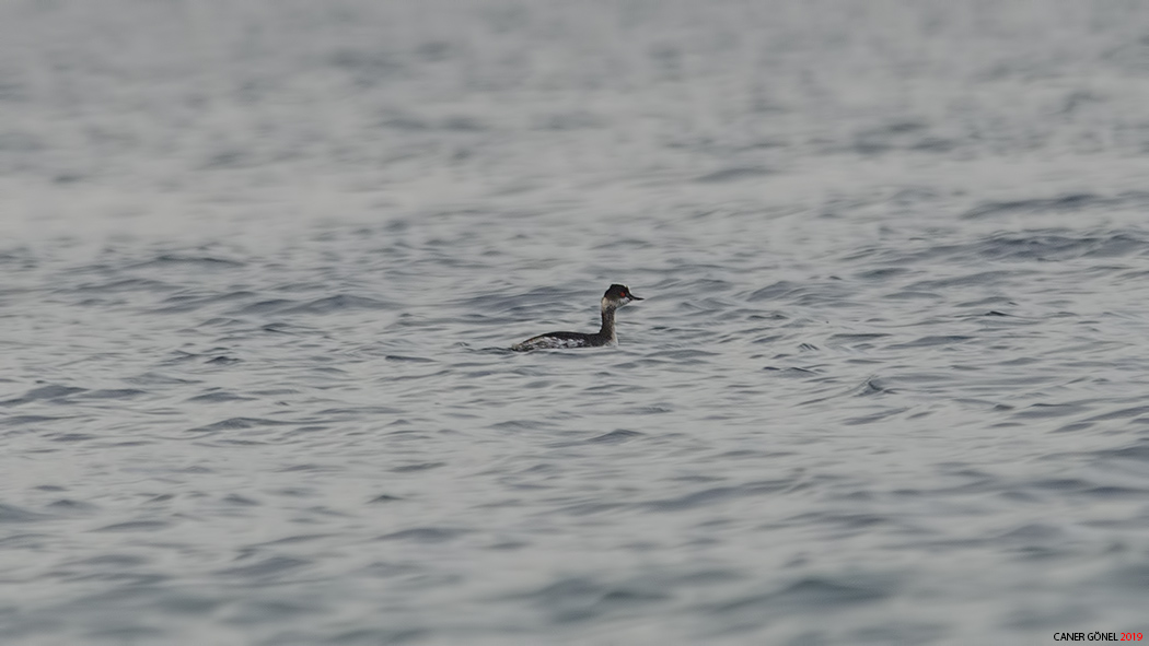 Karaboyunlu batağan