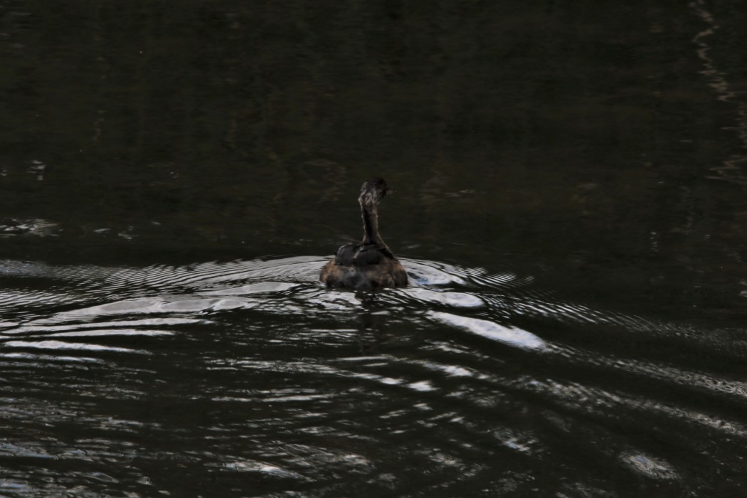 Kızılboyunlu batağan