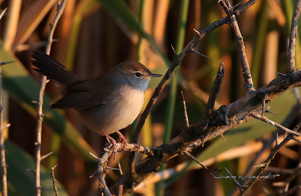 Kamışbülbülü