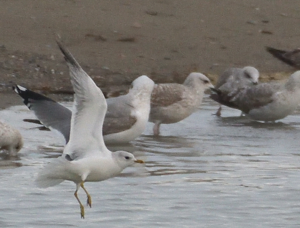 Küçük gümüş martı