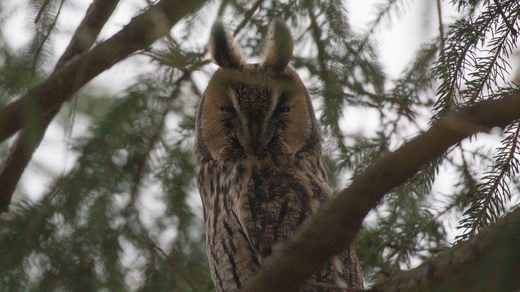 Kulaklı orman baykuşu