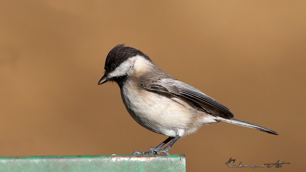 Akyanaklı baştankara