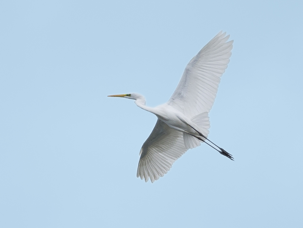 Büyük ak balıkçıl