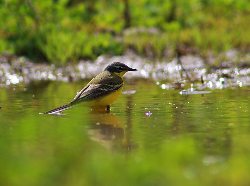 Sarı kuyruksallayan