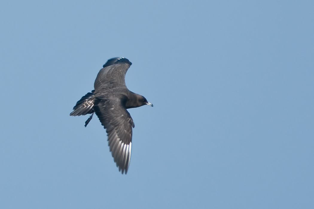 Kütkuyruklu korsanmartı