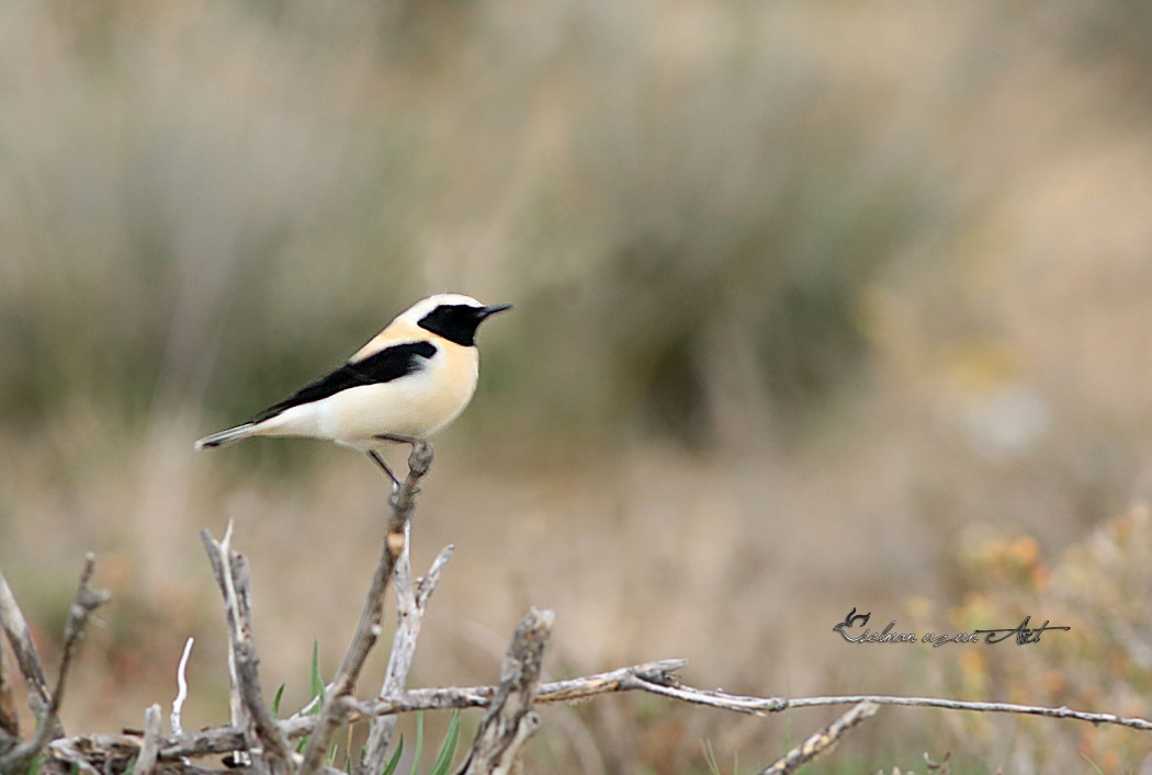 Karakulaklı kuyrukkakan