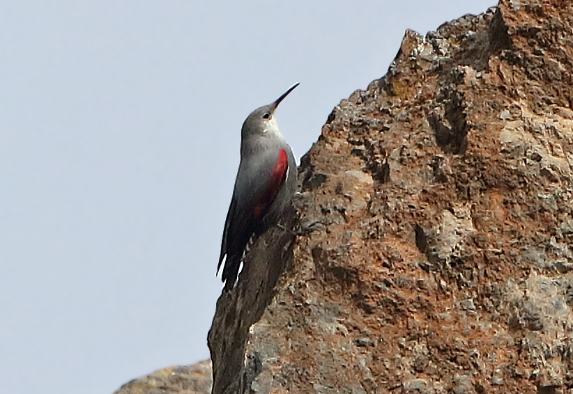 Duvar tırmaşıkkuşu