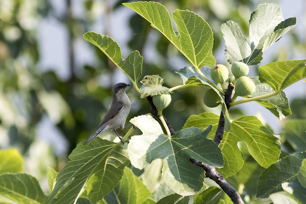 Küçük akgerdanlı ötleğen