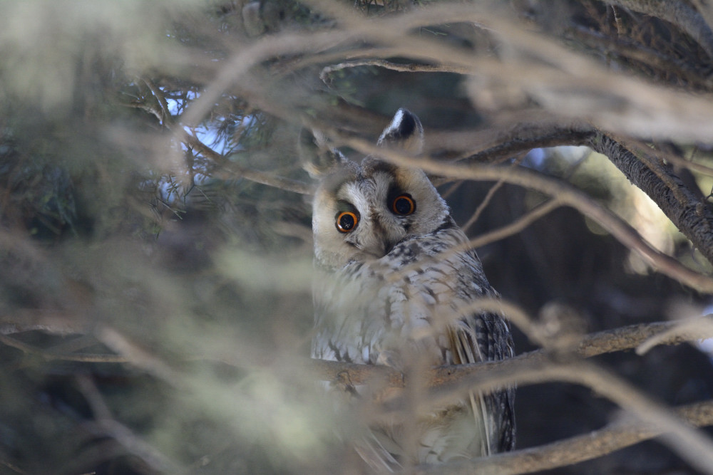 Kulaklı orman baykuşu