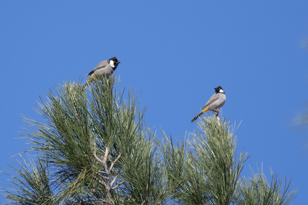 Akyanaklı arapbülbülü