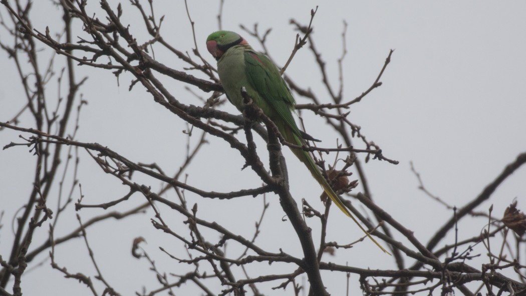 İskender papağanı