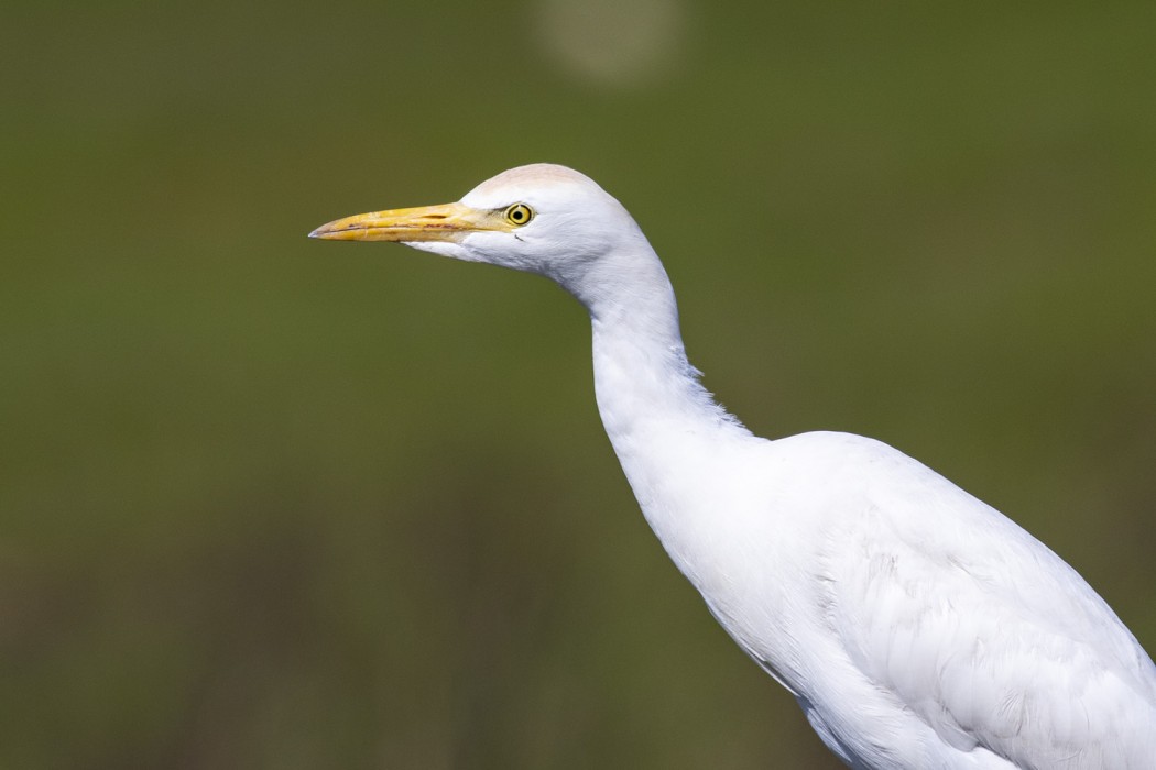 Sığır balıkçılı