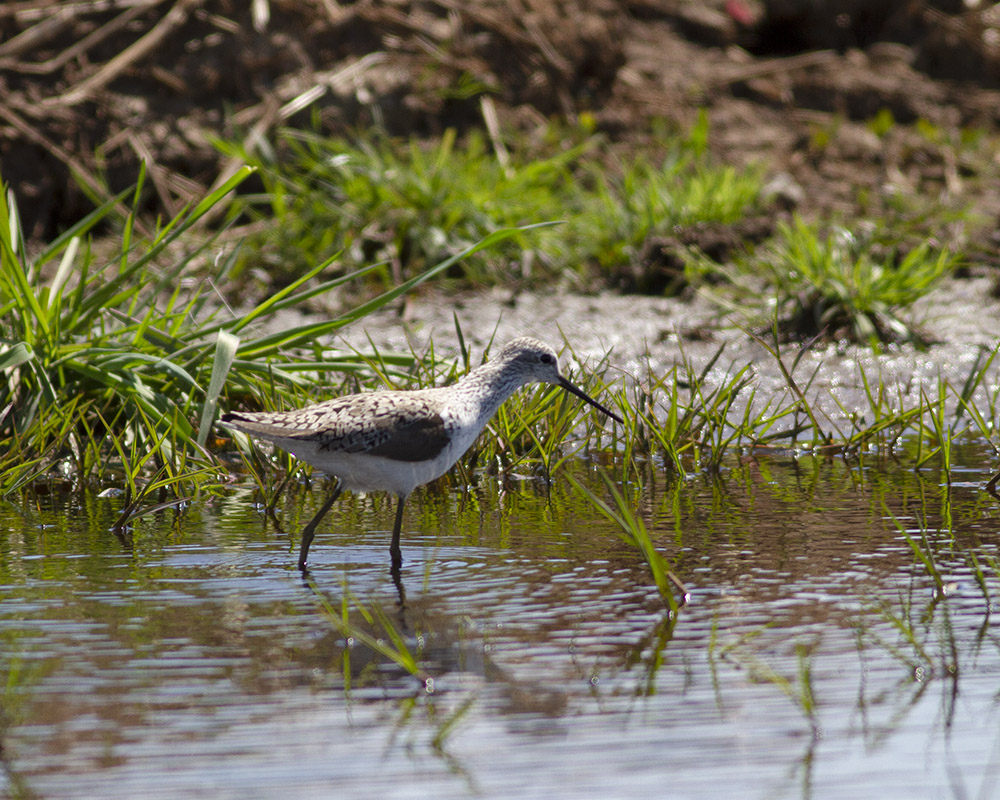 Bataklık düdükçünü