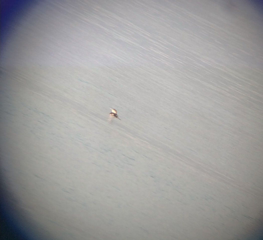 Karagerdanlı dalgıç