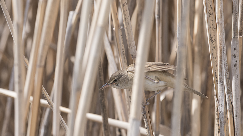 Büyük kamışçın