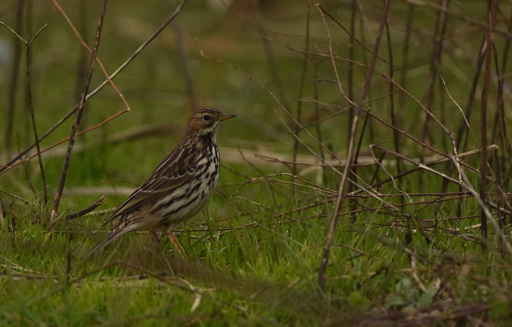 Kızılgerdanlı incirkuşu